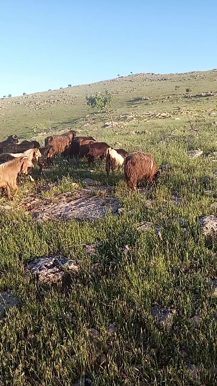 @hebun zınar