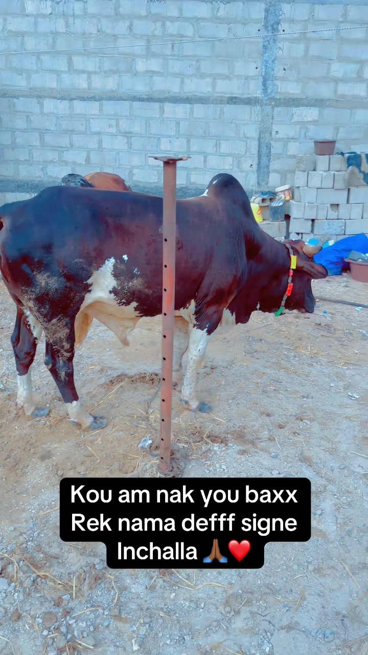 @Weuz🐄&Eacute;leveur saint Louis ❤️