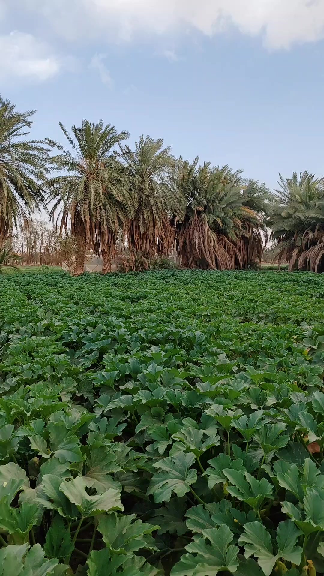 @مالي حظ بهالدنيا