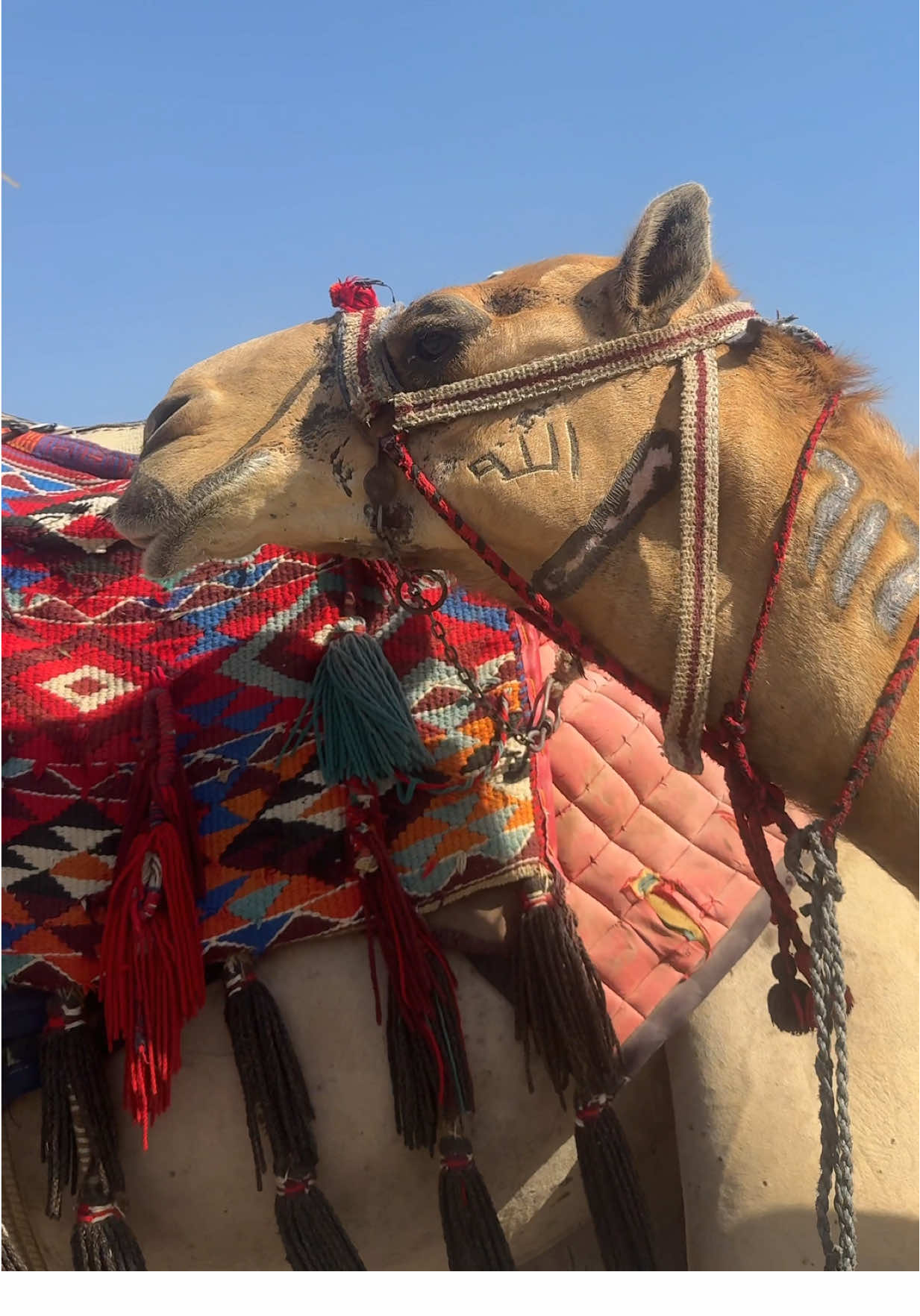@Tia Alami | تيا علمي