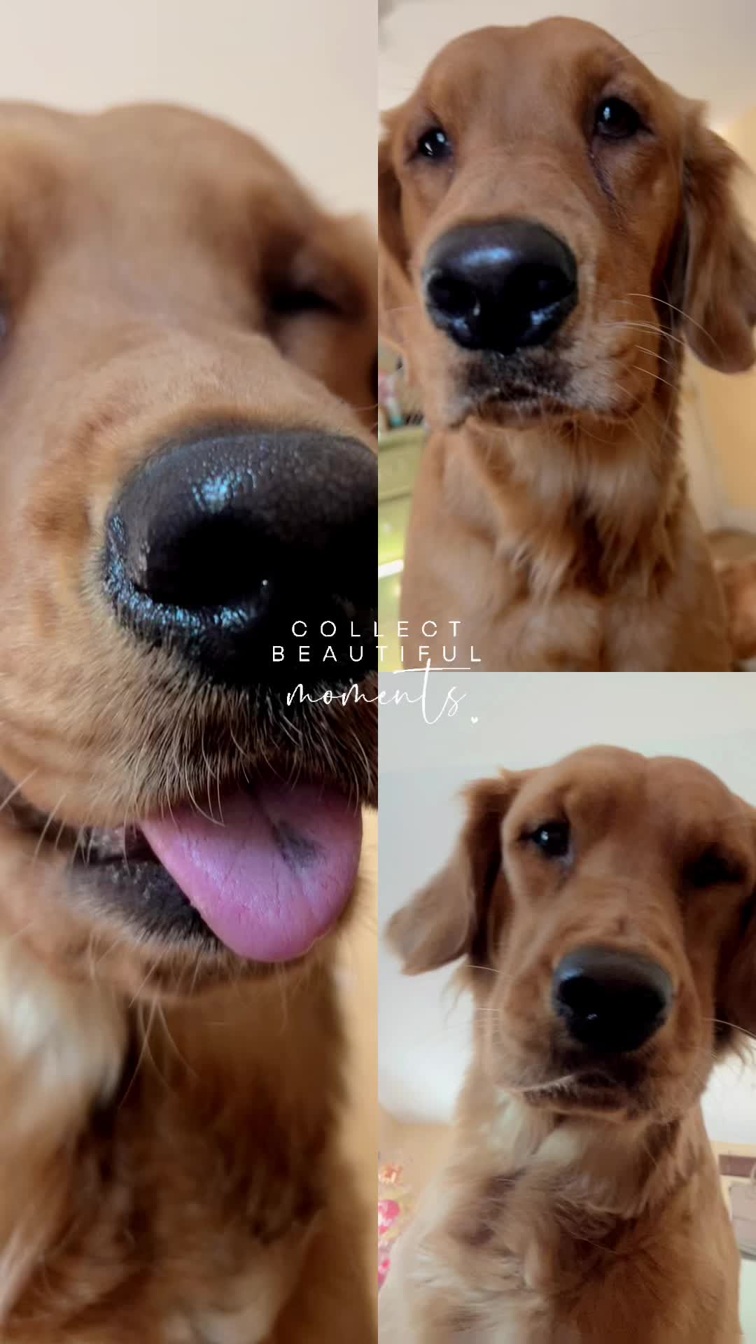 @Los golden Retriever