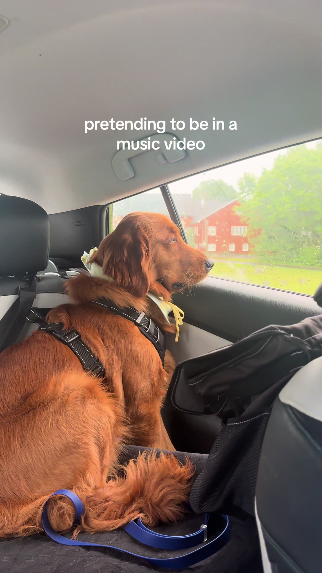 @Finn the Golden