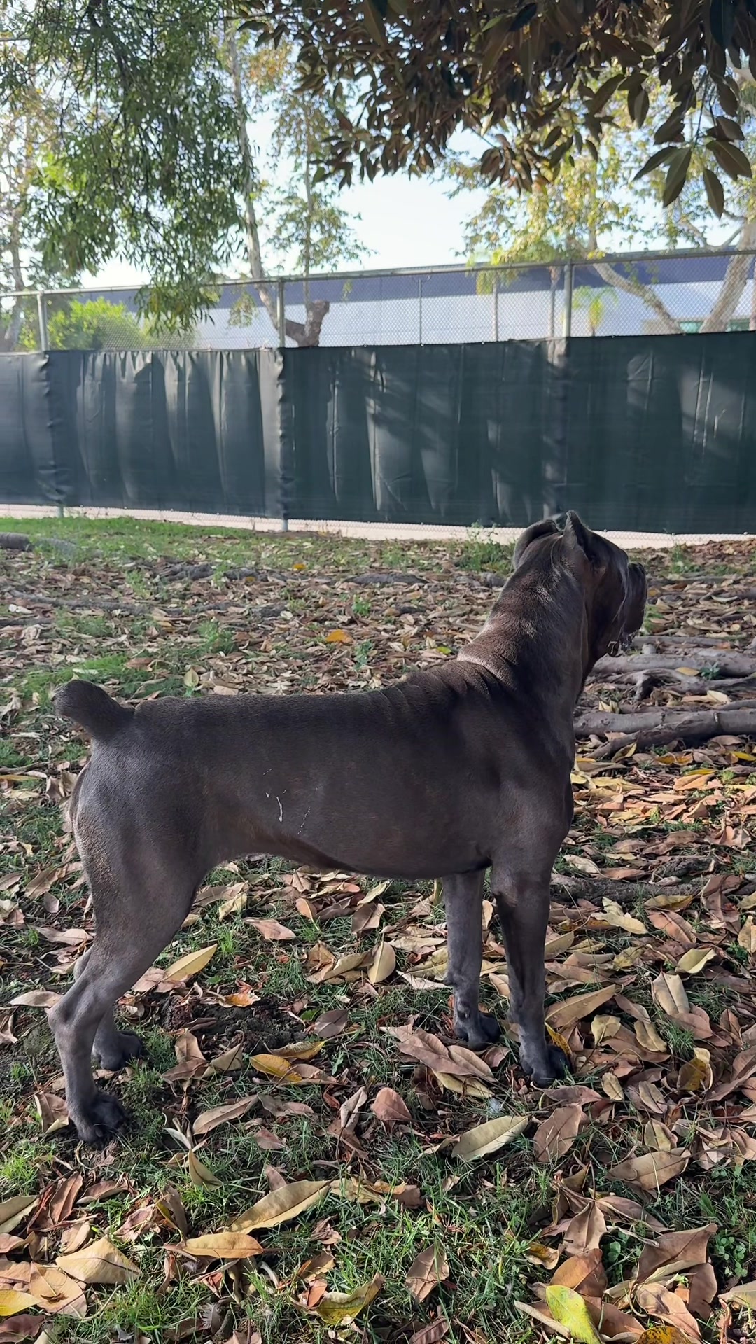 @noblepridecanecorso