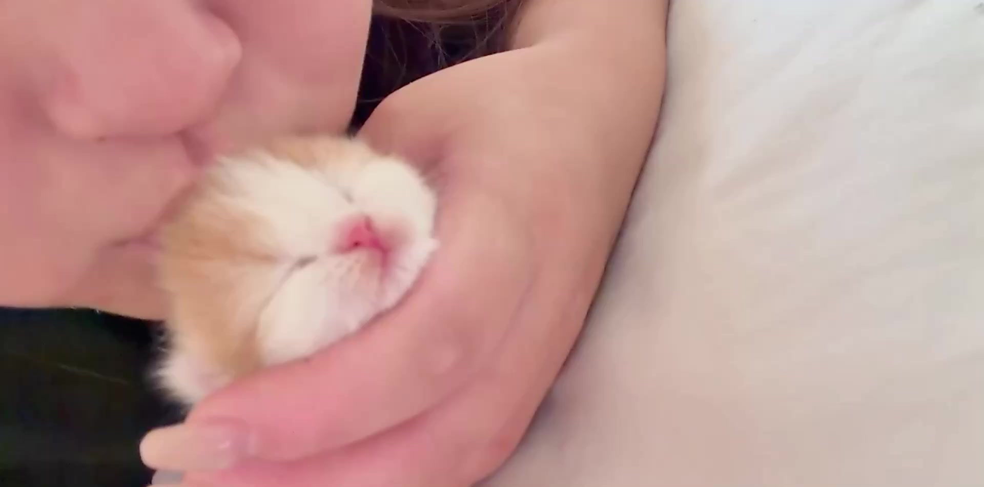 @catbosssss
