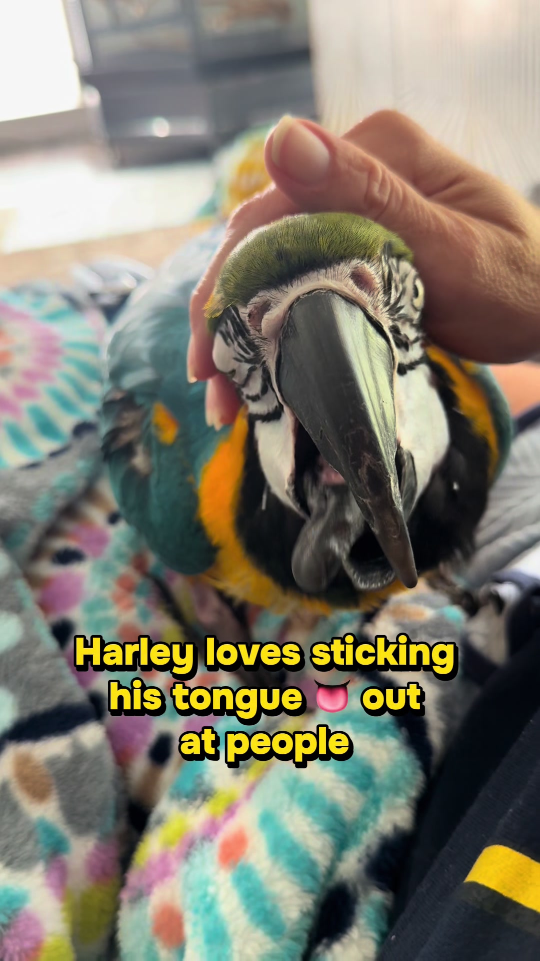 @Harley D