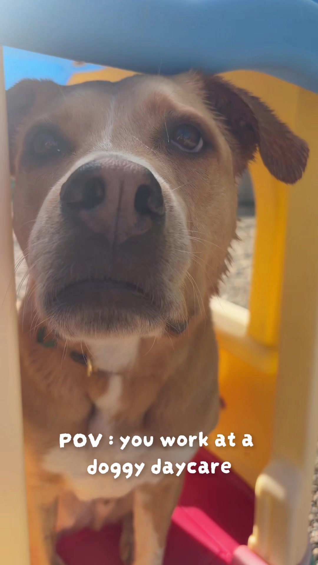 @Squish & Charlie's Dog Daycare