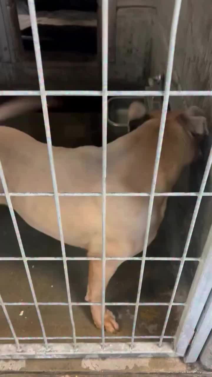 @Cane Corsos