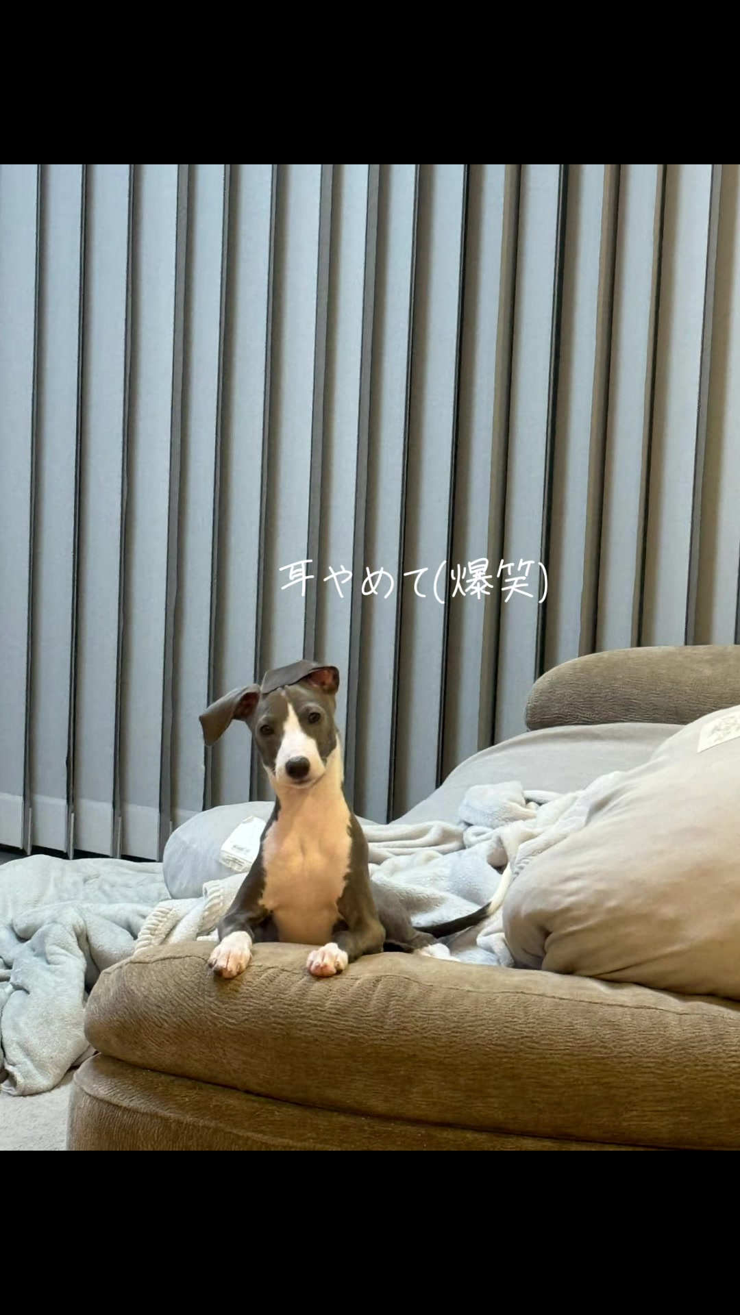 @バディーとジュニア