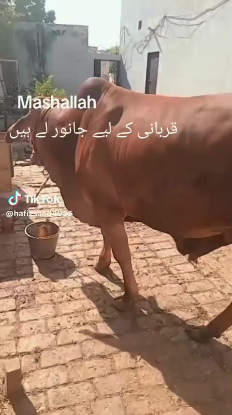 @Muhammad Shahzad