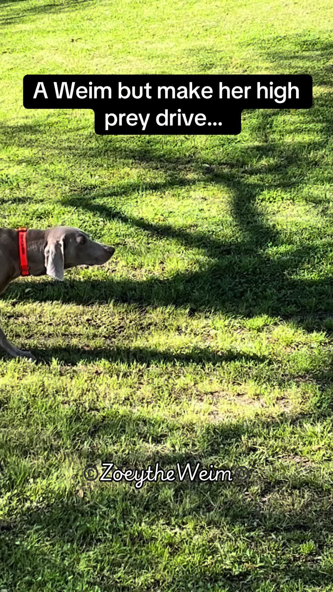 @Zoey the Weim