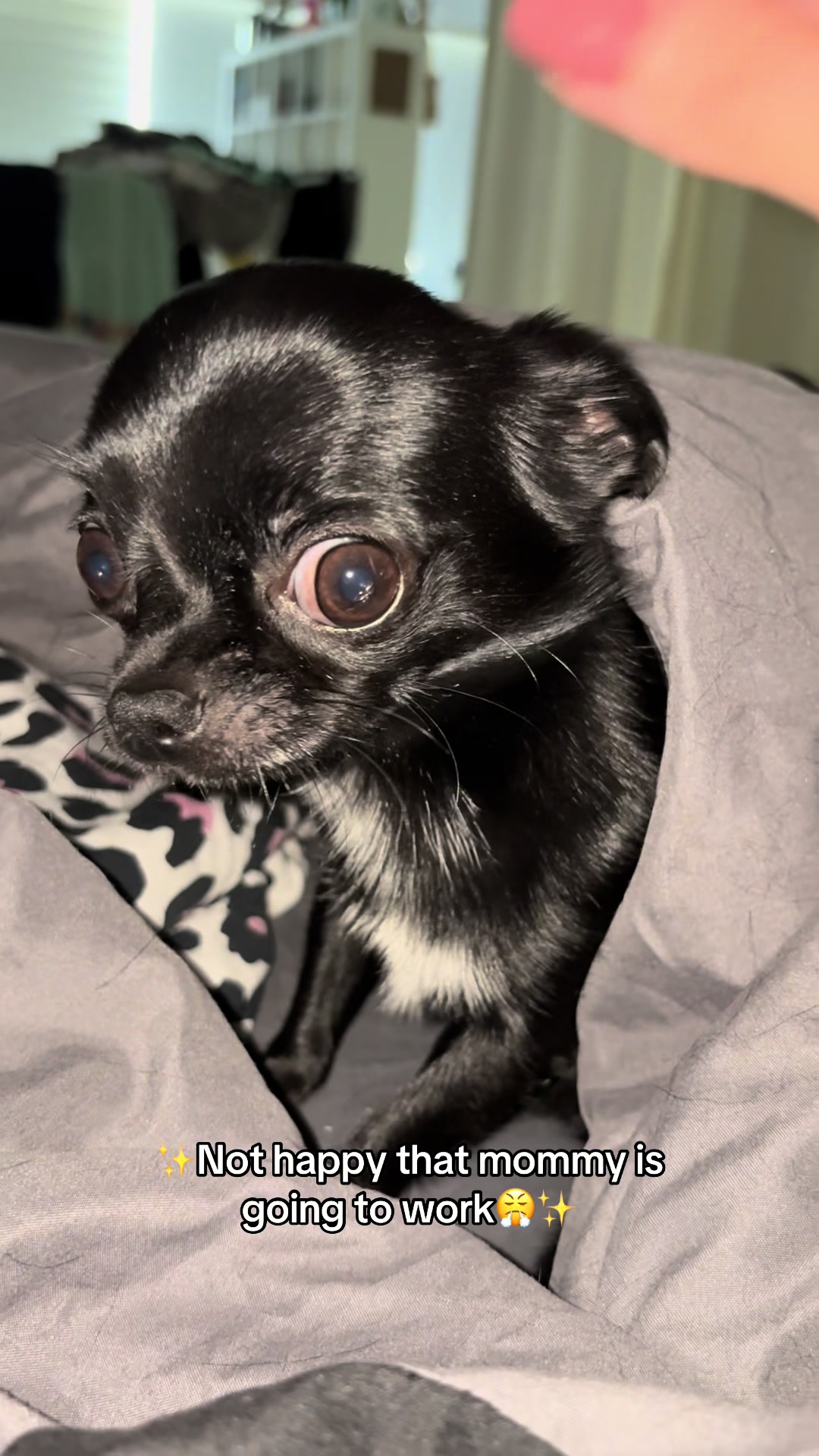 @the_chihuahua_mochi
