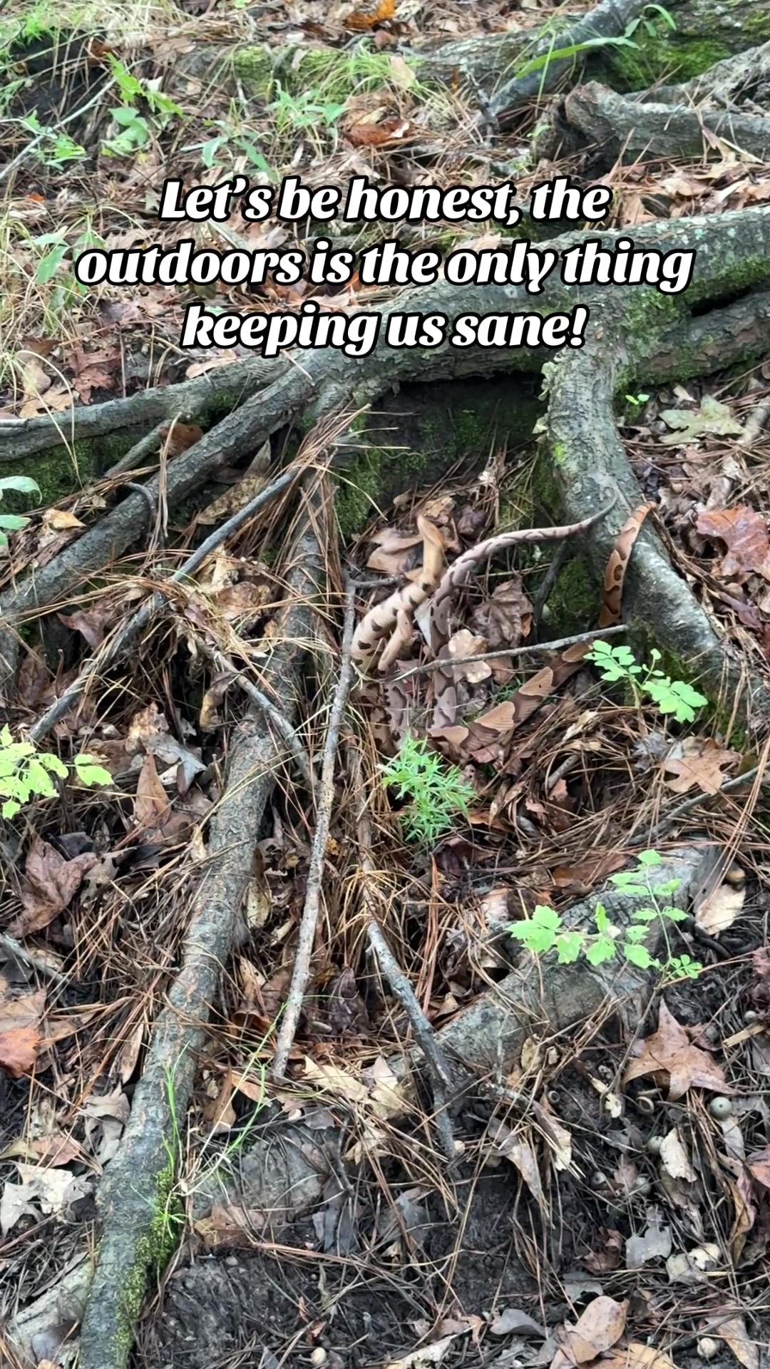 @🦌 Megabucks Outdoors 🦌