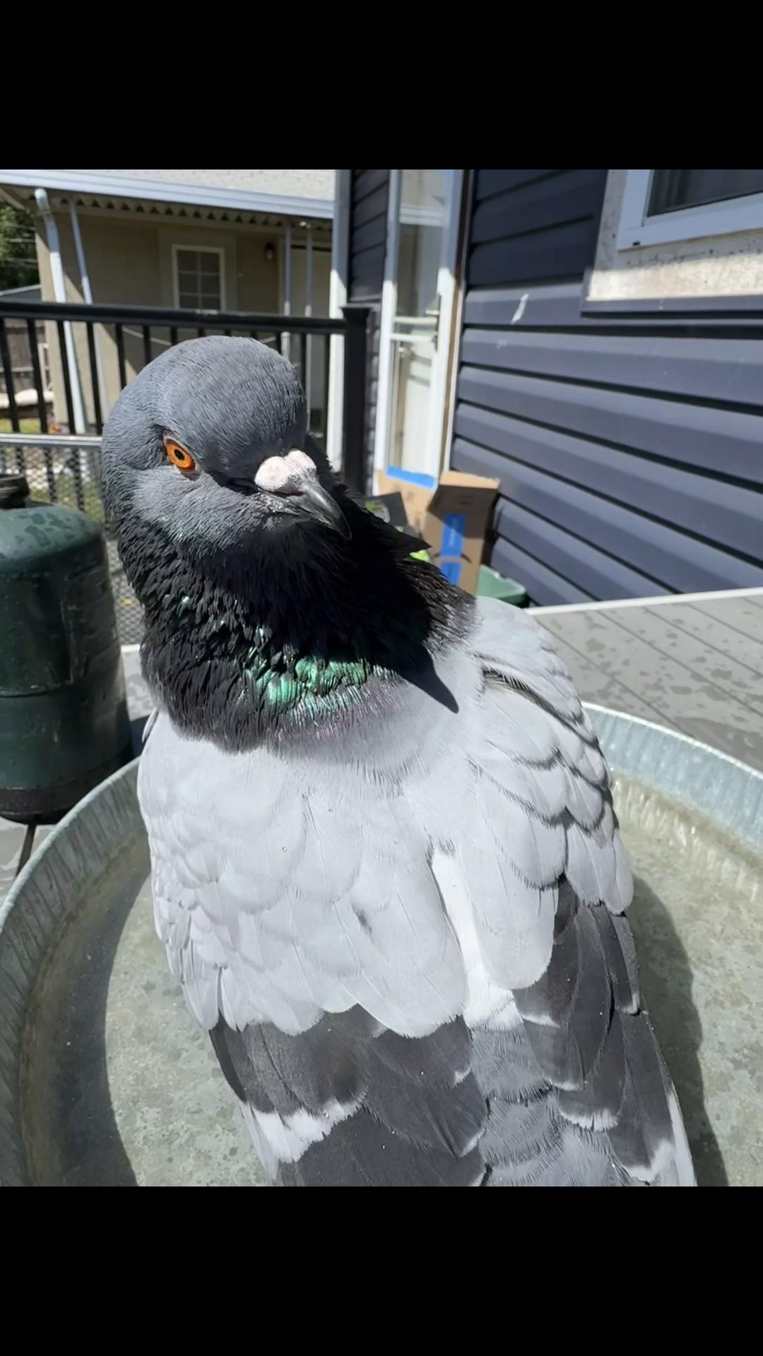 @Beebee The Pigeon