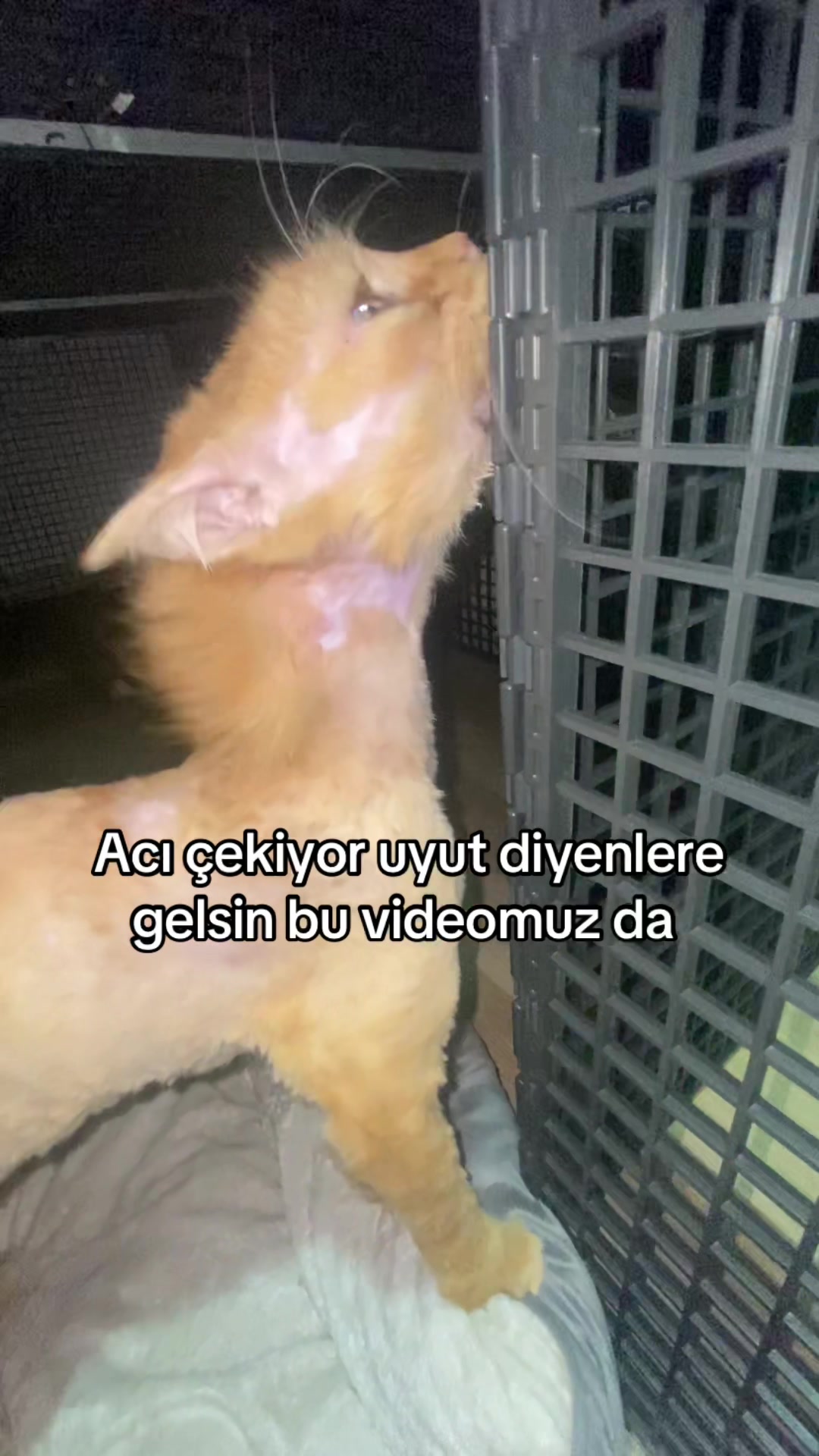 @yudummz_