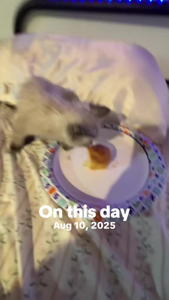 @Smokey the kitty😼