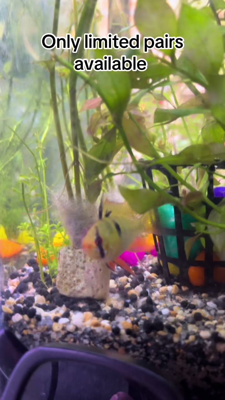 @aquadesire2🐠🐠