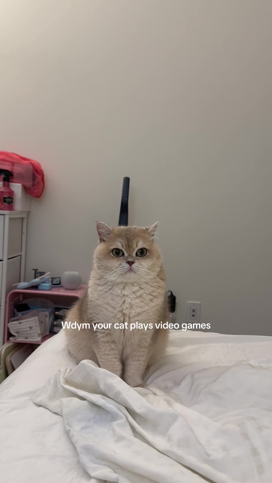 @claire 🐹