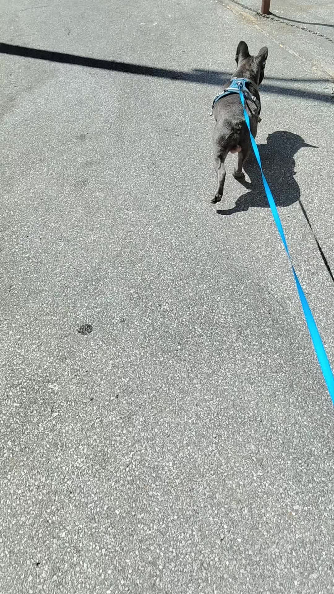 @🐾Pablo🐾