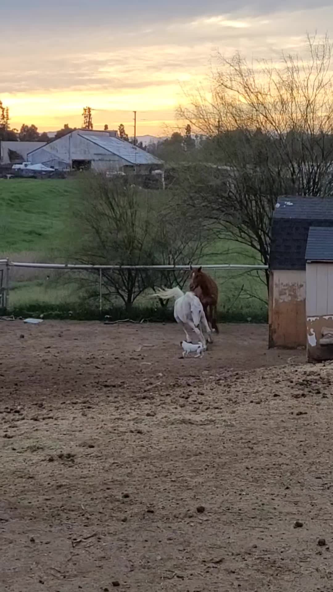 @VioletHorizonsFarm
