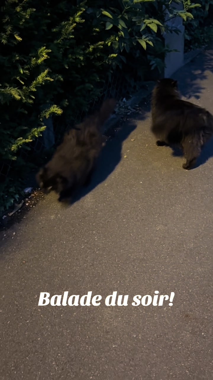 @Tao 🐈⬛ et Kiara 🐈⬛