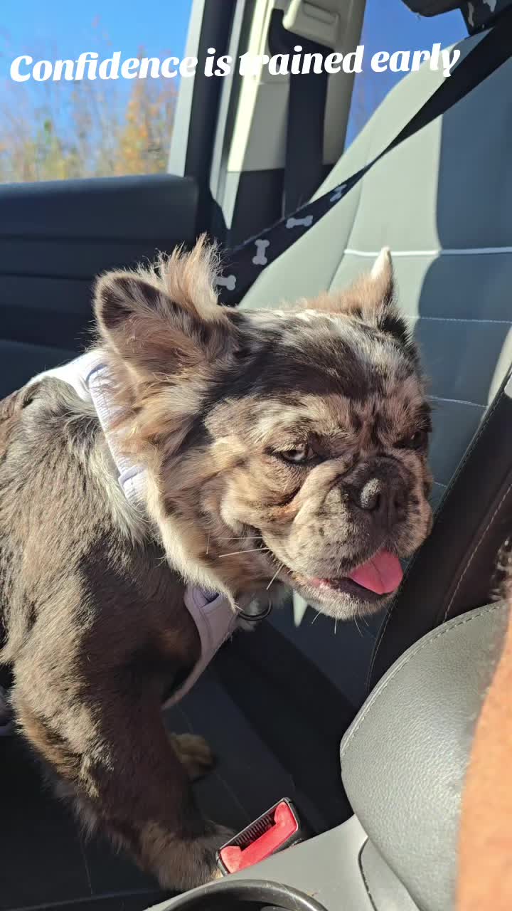@luxuryfrenchiesbyyuni
