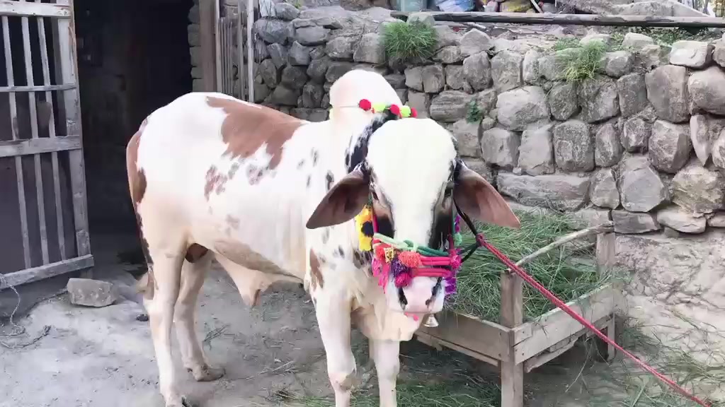 @mughlan di kuri