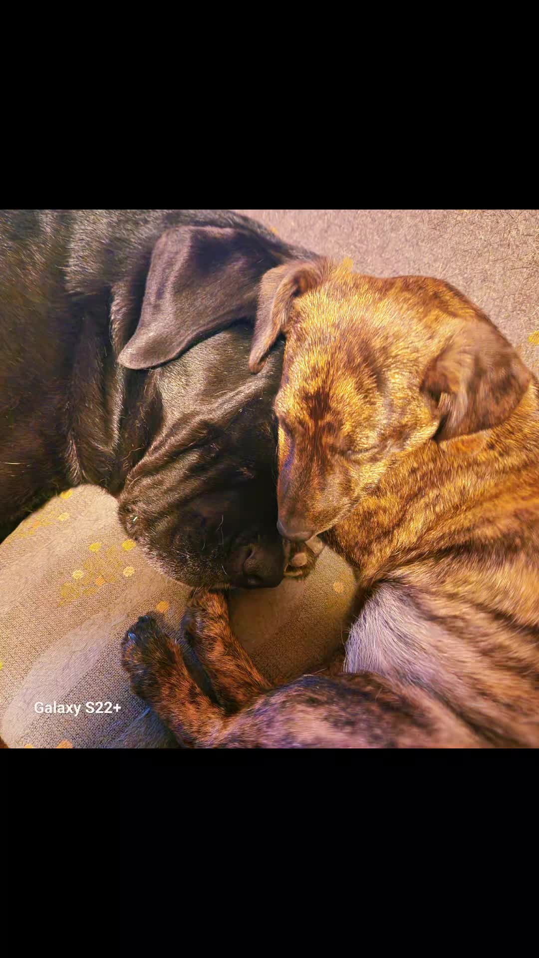 @🐾🐕 Mo 🐕🐾