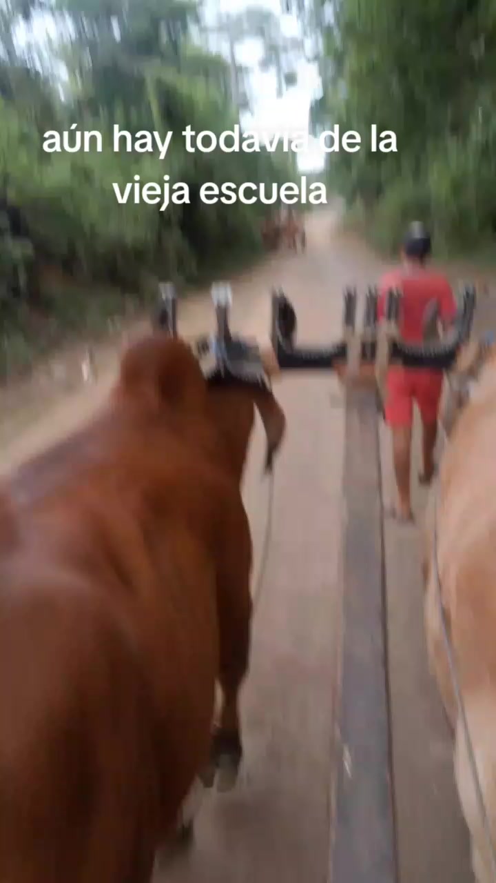 @neriscortez209