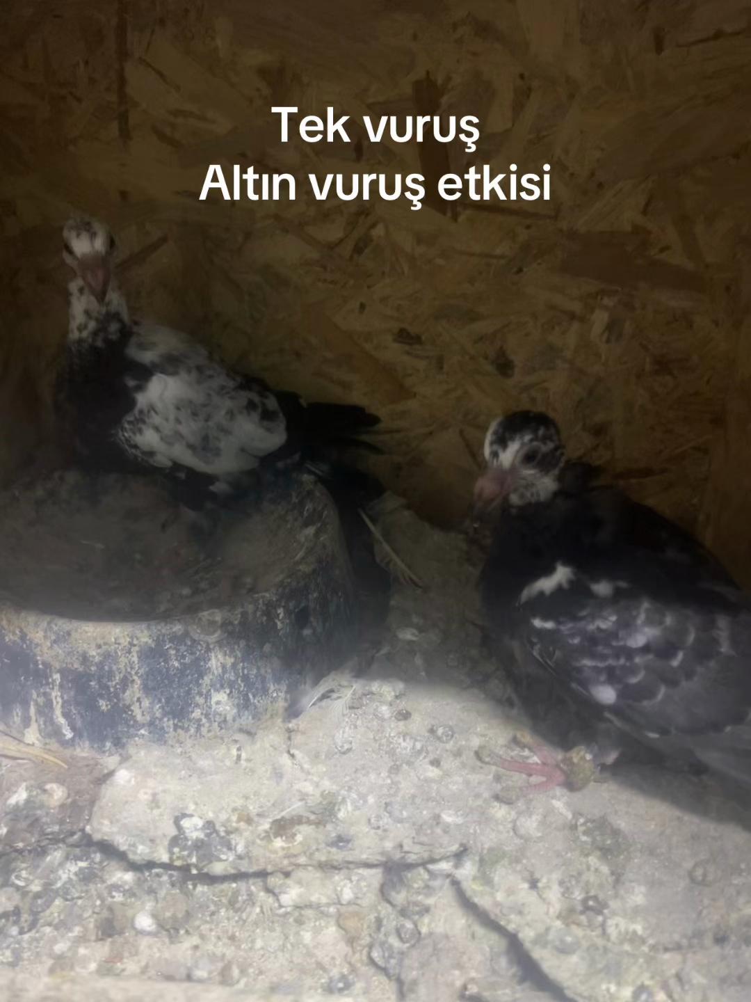 @Ahmet Yilmaz