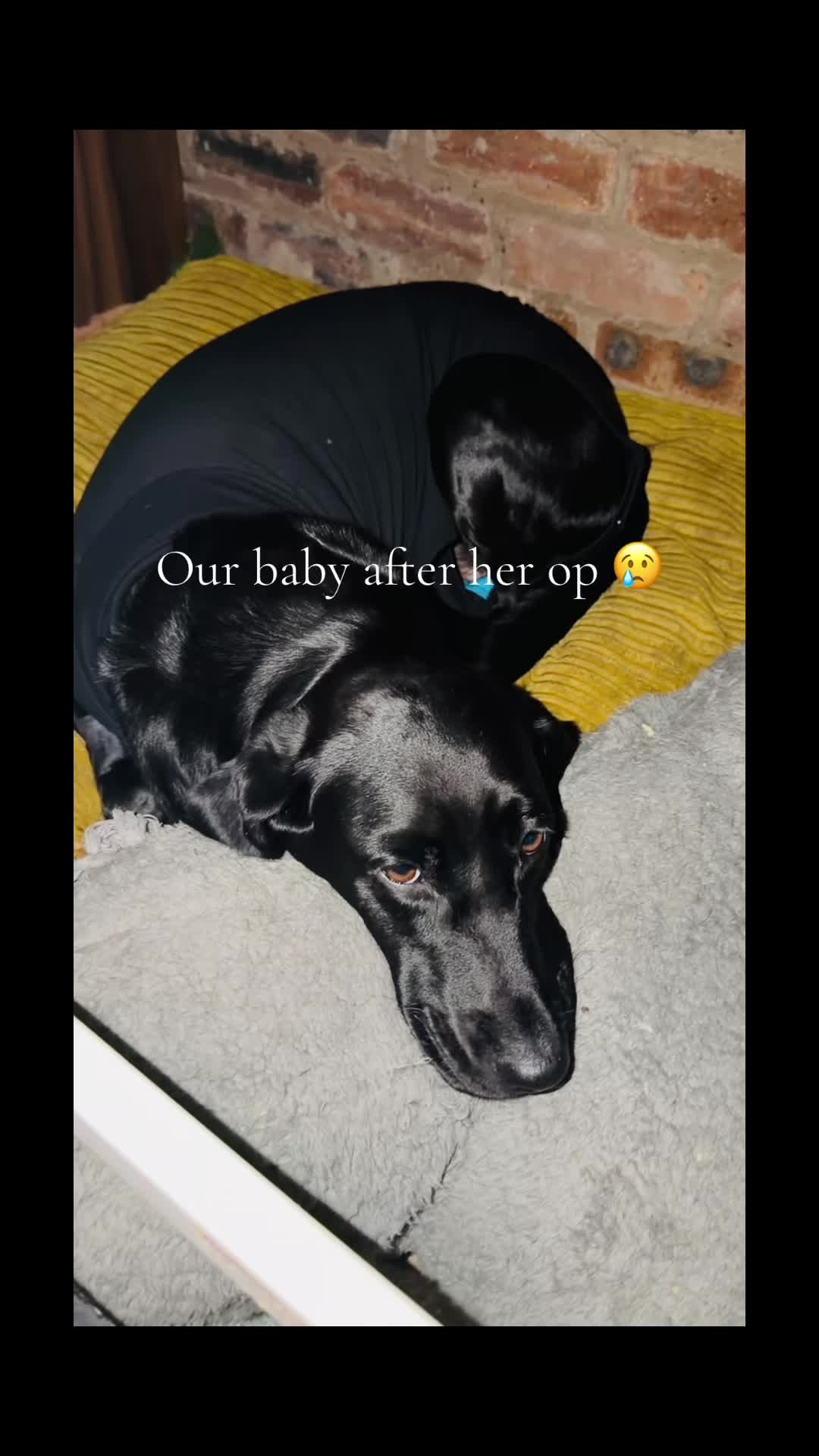 @Penny 🧡 Luna