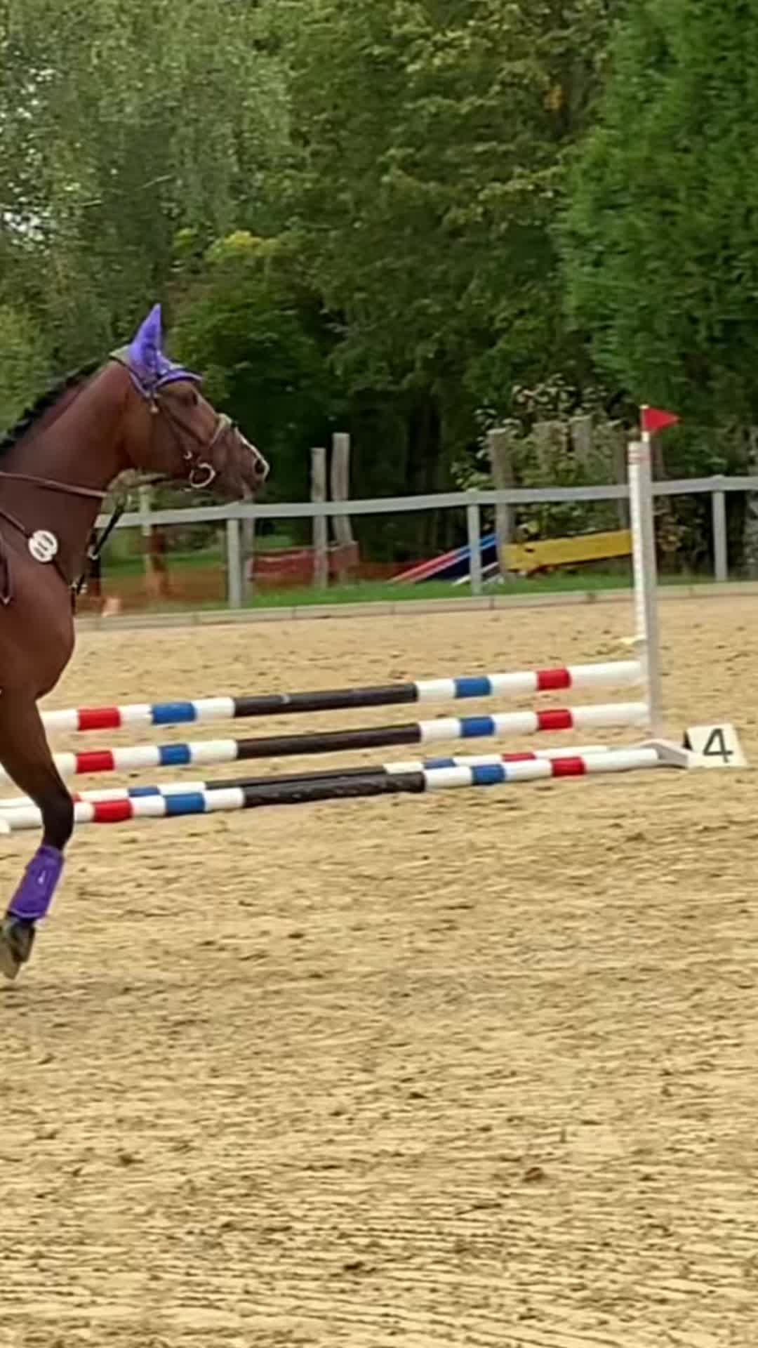 @callitoos.horselife
