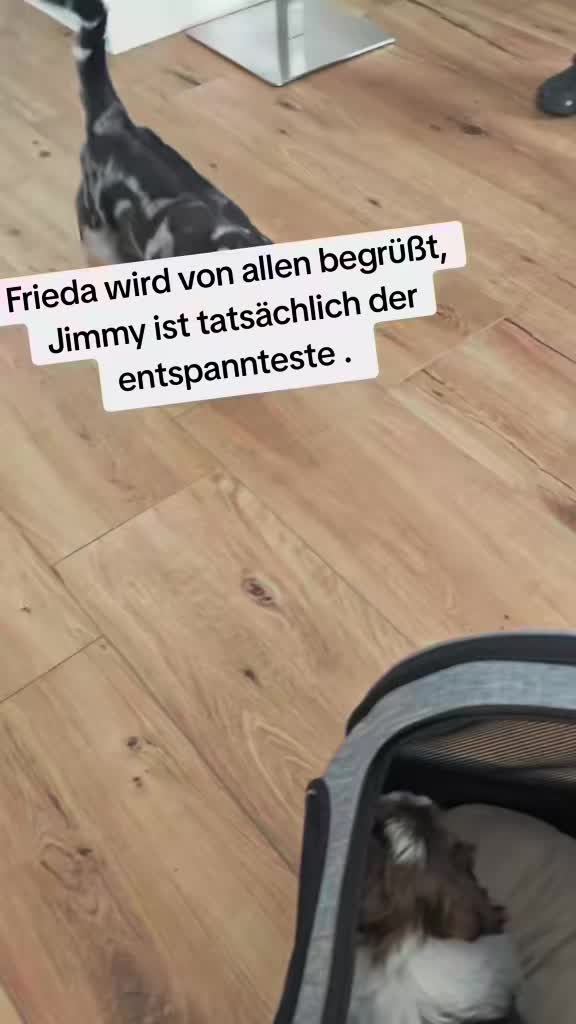 @12Pfoten&die Fellnasenmanager