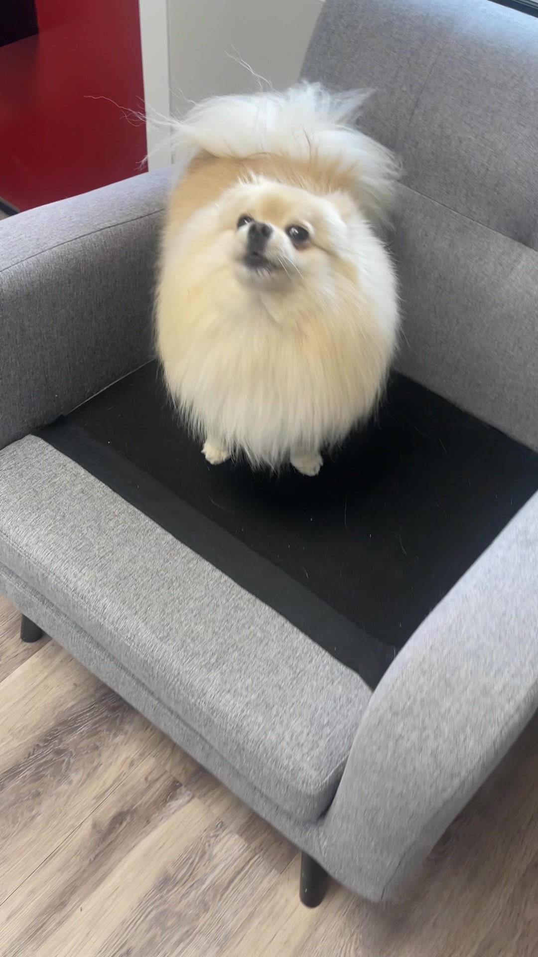@beingmilothepom
