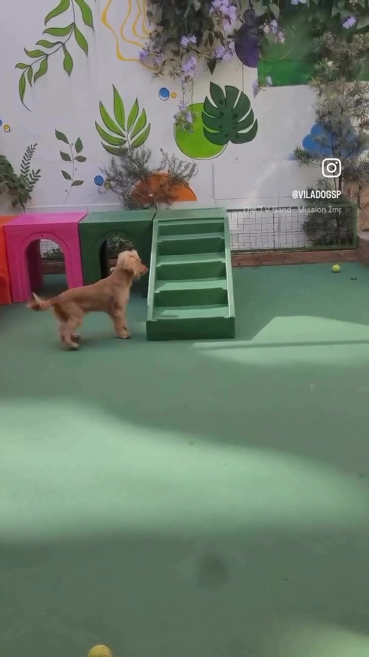 @Vila Dog | Daycare | Hotel Pet