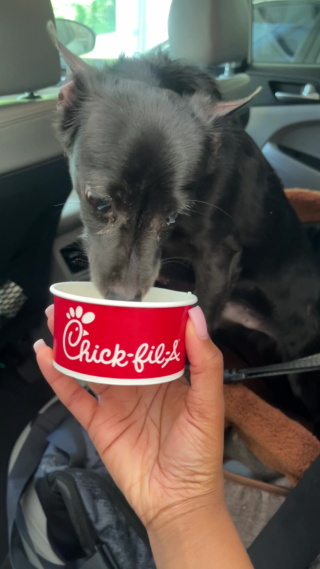 @Blackjack_Chihuahua