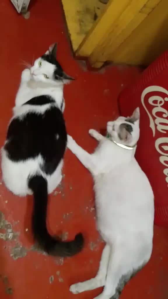 @sny meow🐈