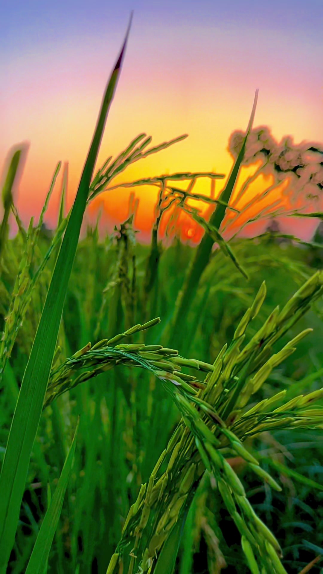 @🌾میں۔ میرا۔ پنڈ🎋