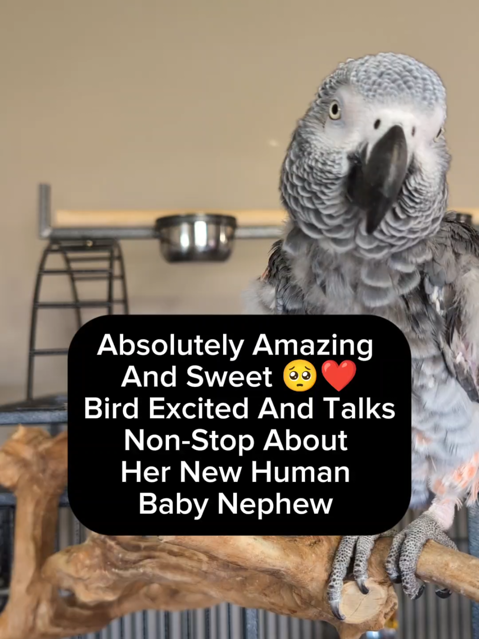 @Cosmothefunnyparrot