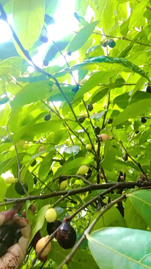 @मेरो पहिलो मायाँ आमा र बाबा