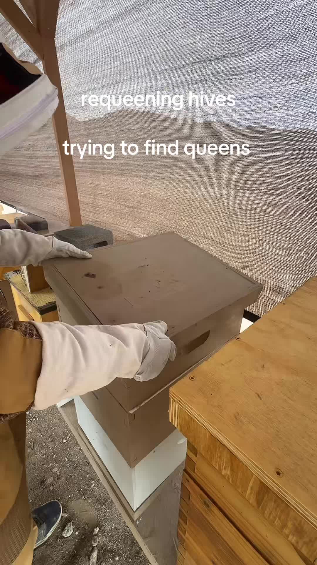 @emily