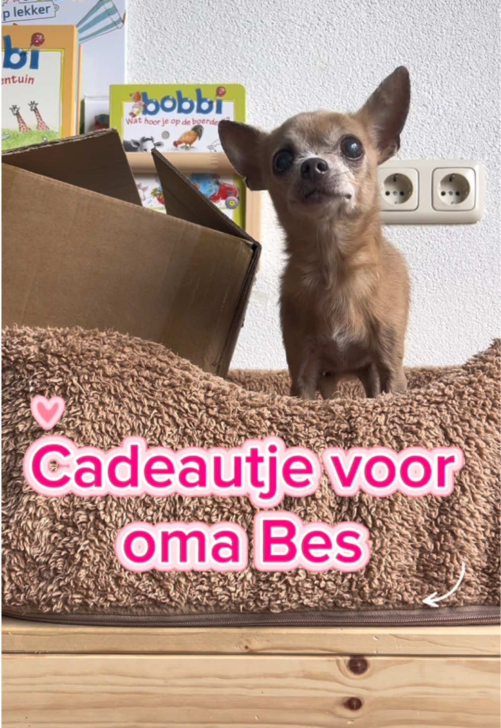 @Danielle |(chihuahua)mama 🐕🩵