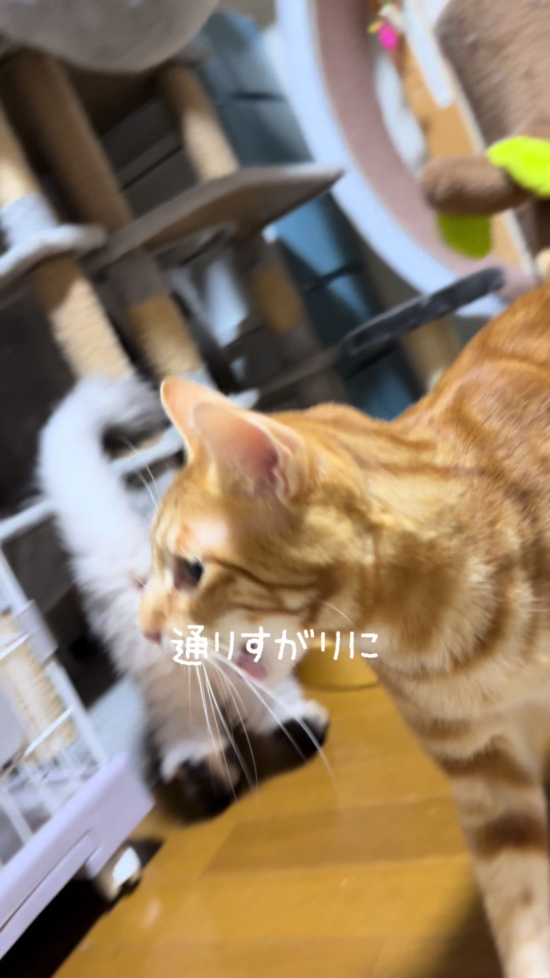 @ネコたまちゃんねる