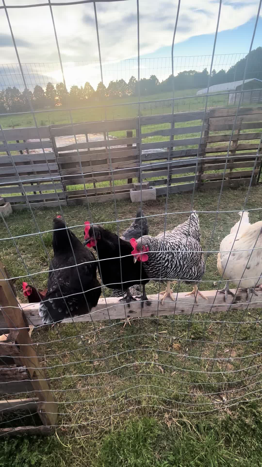 @C&B Chaos Farms