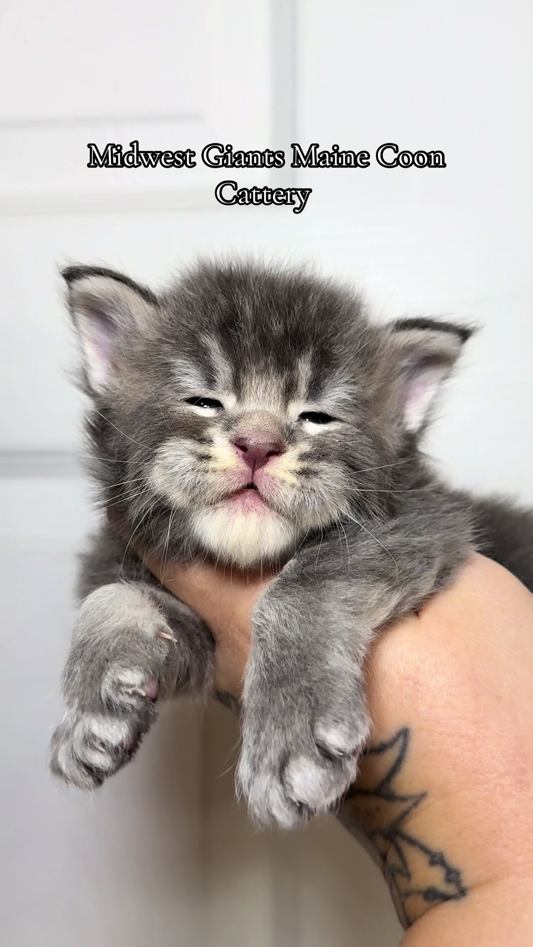 @MidwestGiantsMaineCoonCattery