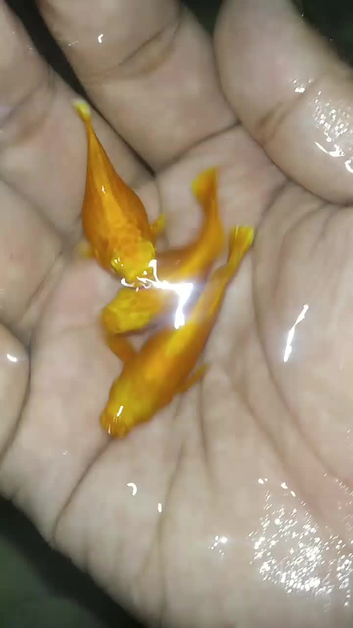 @user61038907595