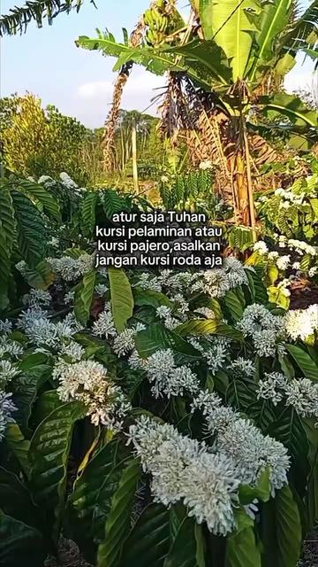 @PetaniMuda