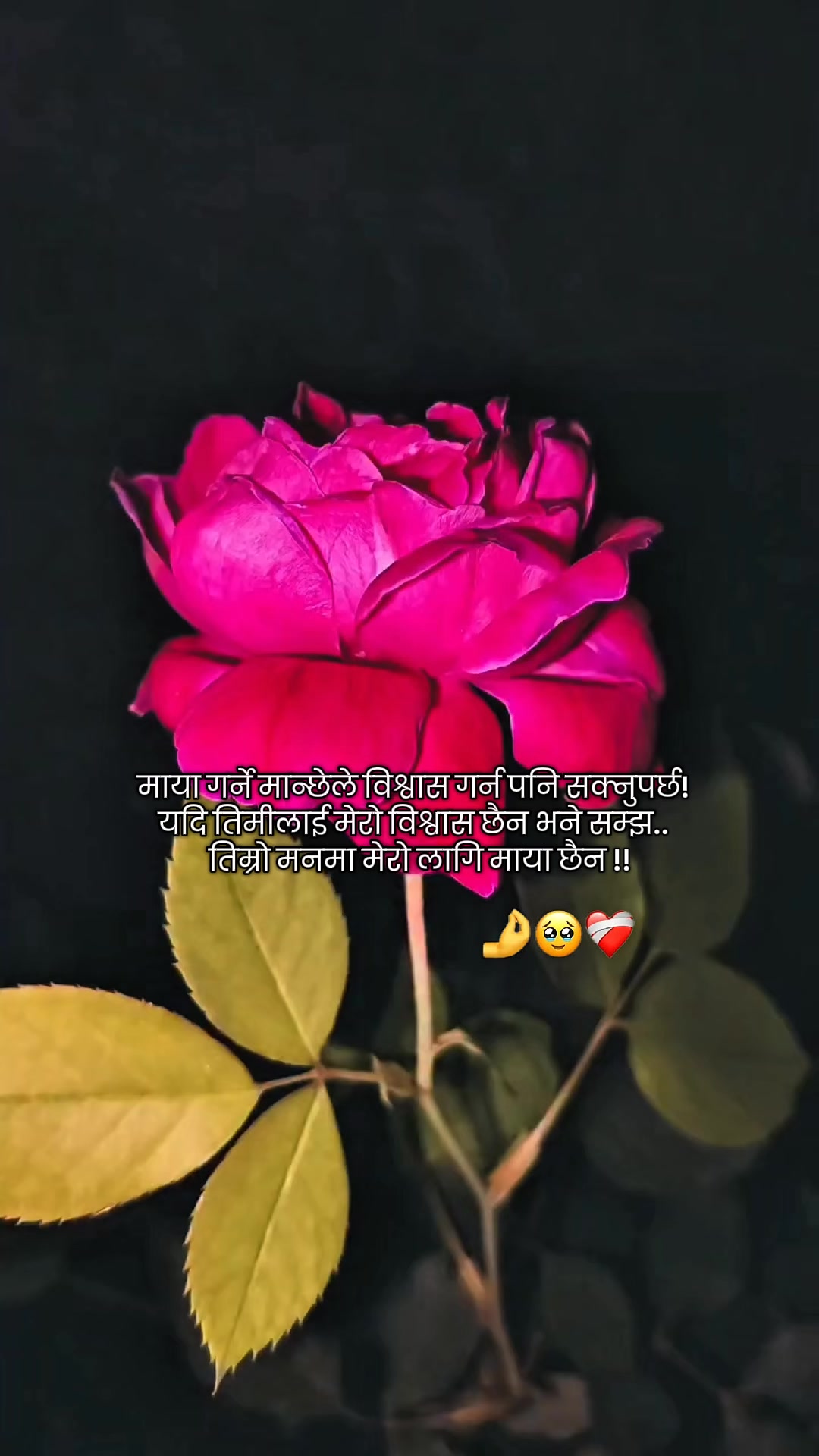 @ミ🌷 𝐒𝐢𝐦𝐩𝐥𝐞 𝐁𝐨𝐲 🌷彡