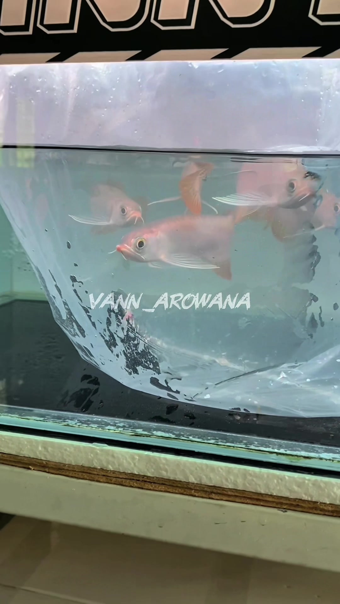 @Vann Arowana