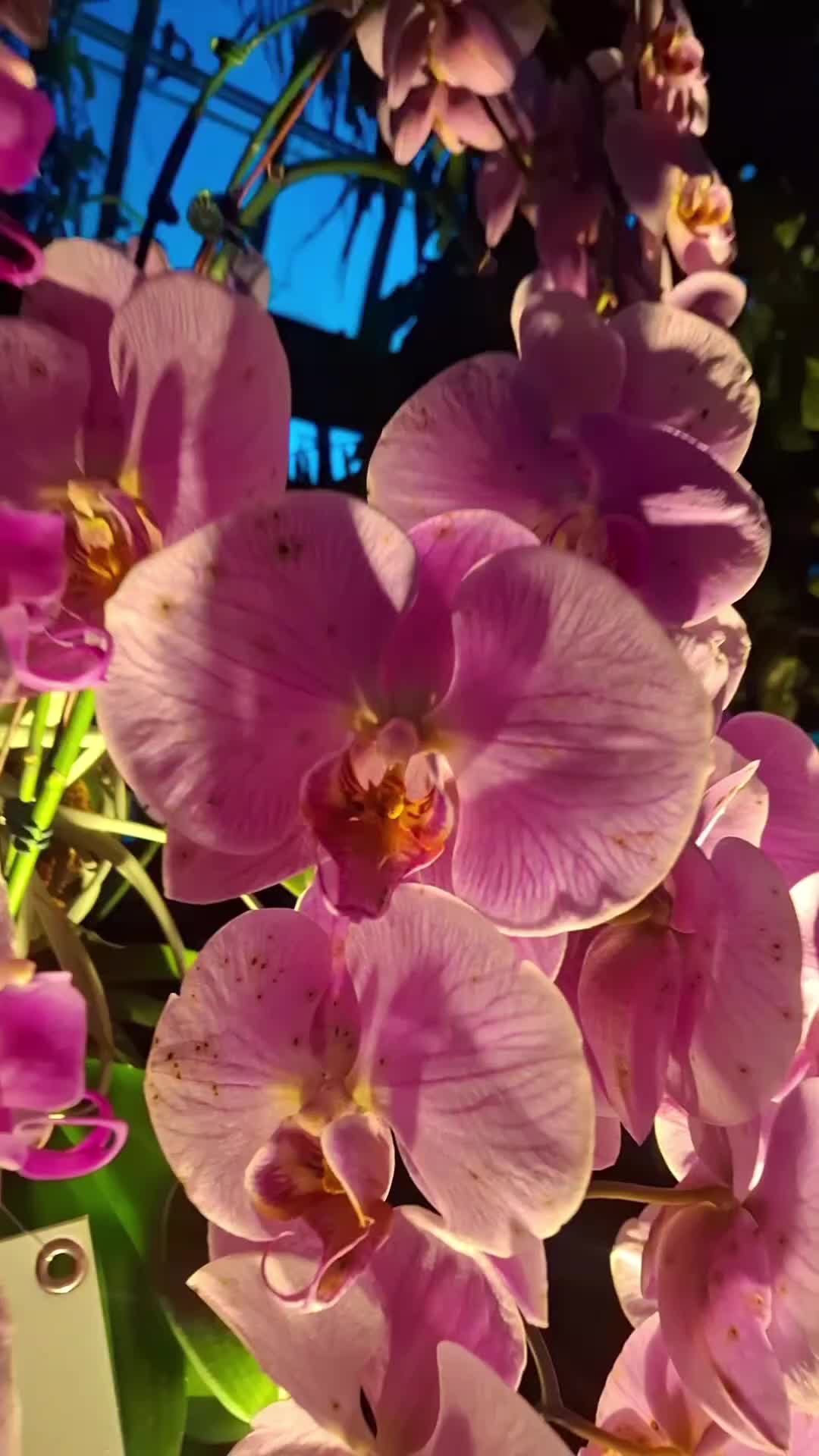 @bonella_7