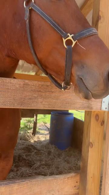 @Trailride Queen LMSW